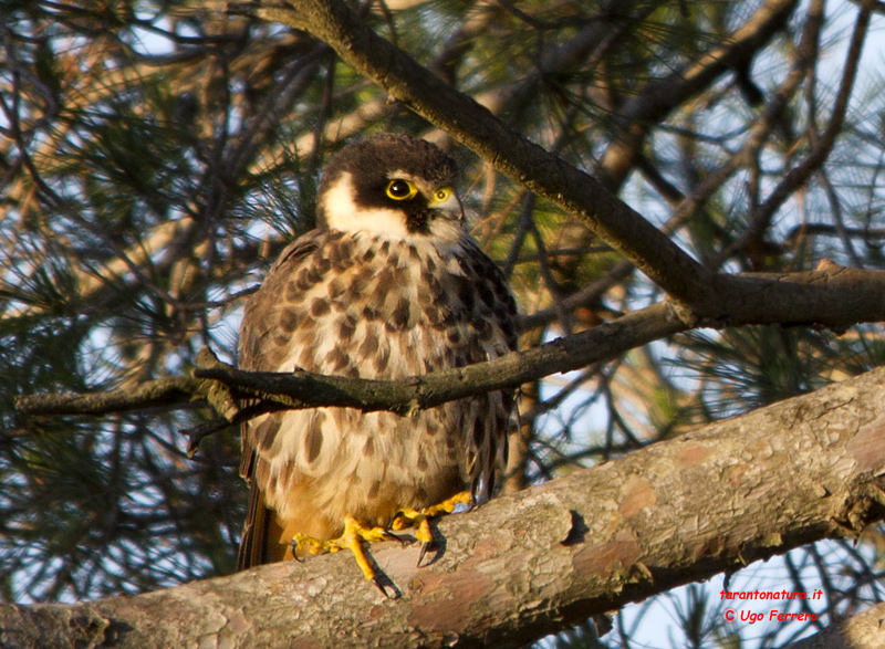 Identificazione falco, grazie !